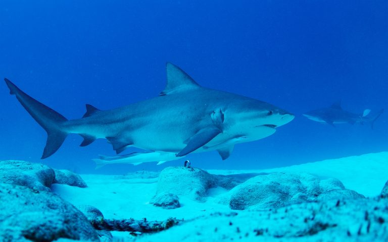 CAST44664_Eve Armitage_Shark kiss_800px