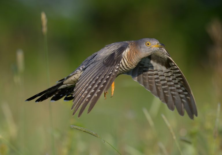 F4PG45467_Robert Moore_Cuckoo Flyby_800px