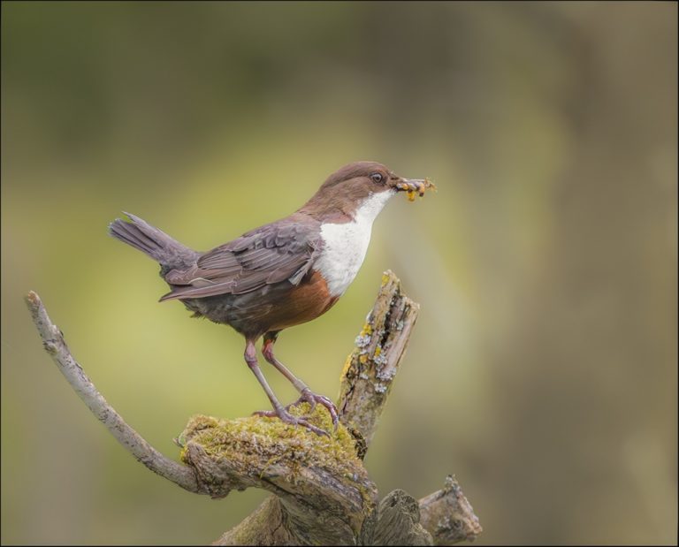 HUDD44156_Michael Hey_Dipper after a Successful Forage_800px
