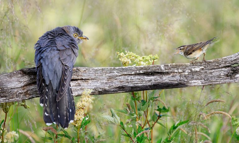 LECO47988_Howard Sumner_Cuckoo v Sedge Warbler_800px