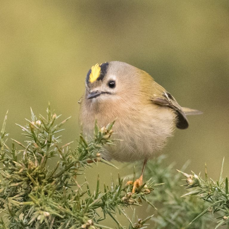 RIPO46315_Judith Hooper_Goldcrest_800px