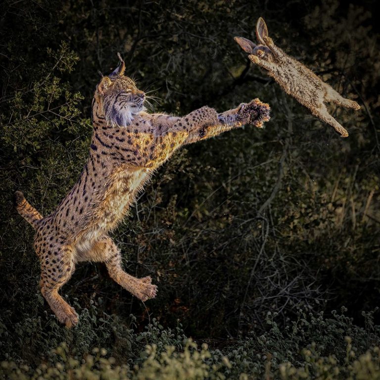 SELB47807_Neville Turton_Iberian Lynx with Rabbit_800px