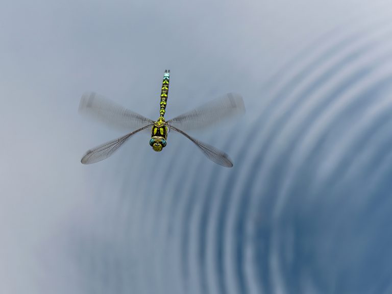 YOPS43876_Lindsey Bowes_Ripples of Flight_800px